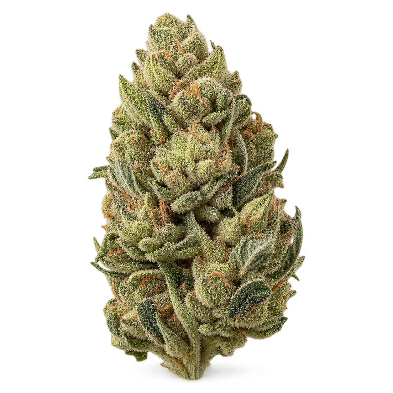 Lime sage cannabis flower cutout candidate